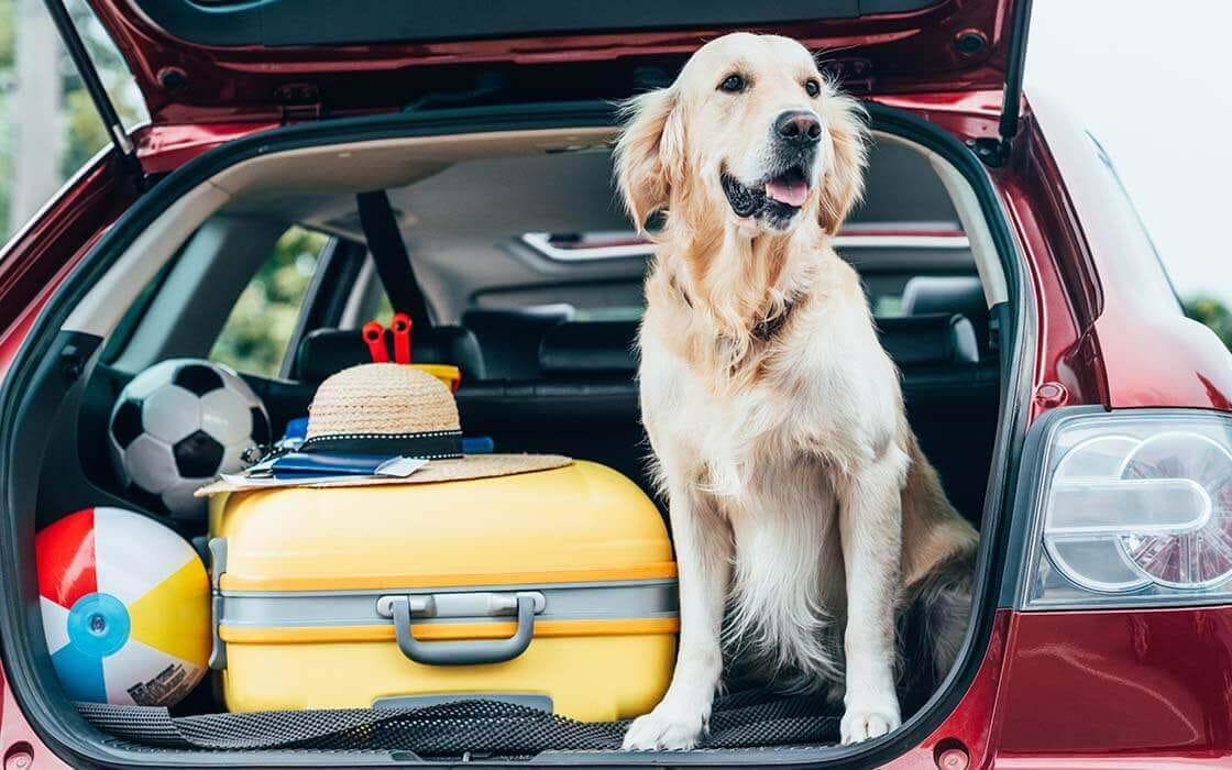 Golden retriever sat in a car boot with luggage