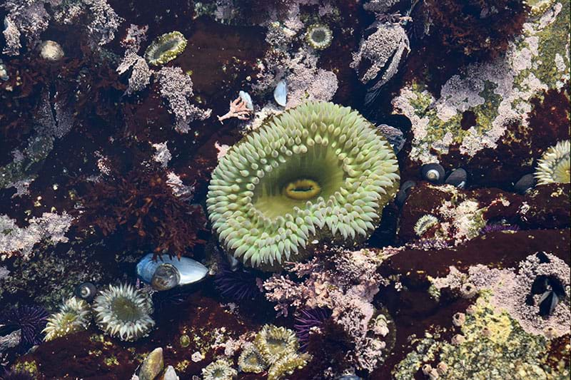 Rock-Pooling.jpg