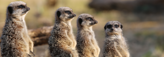 car driving on the road with sun