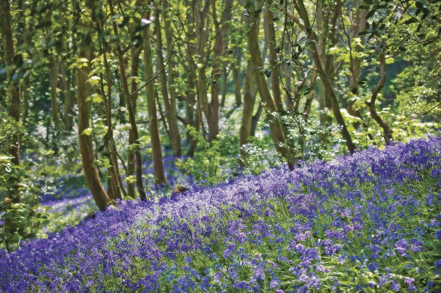 Bluebell Wood.jpg