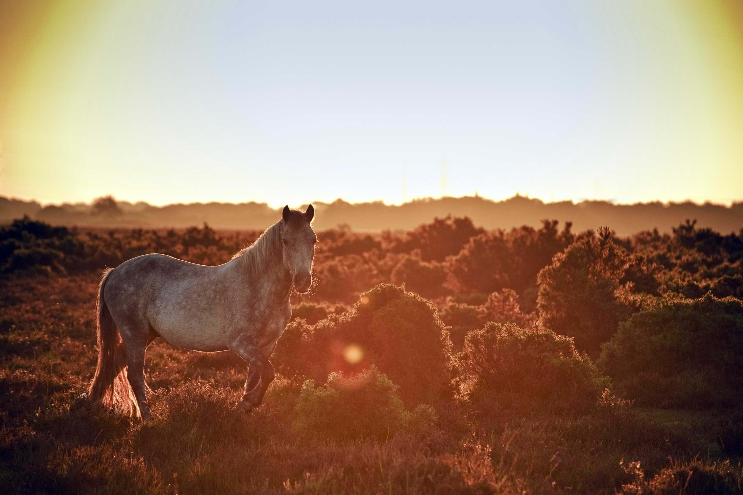 new forest pony dorset with sun shining on green ground and blue sky